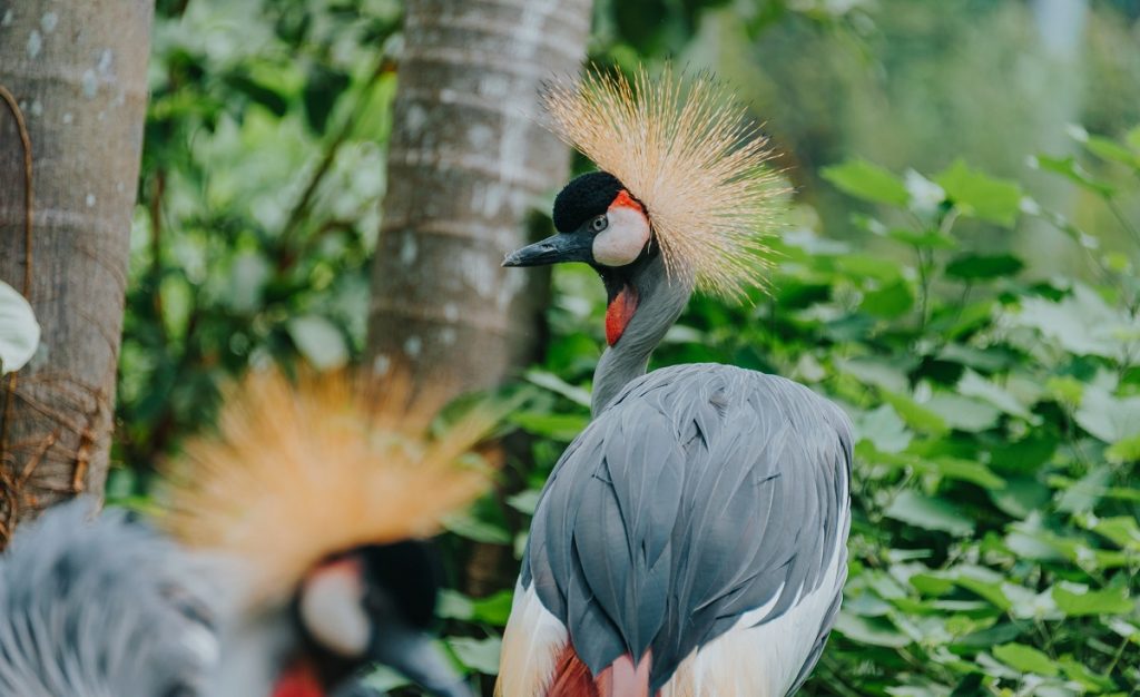 close up shot of a crane bird