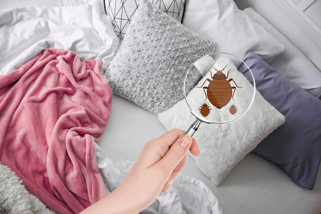 Magnifying glass showing bedbugs