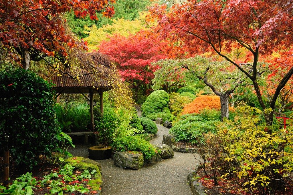 trees in garden during fall season