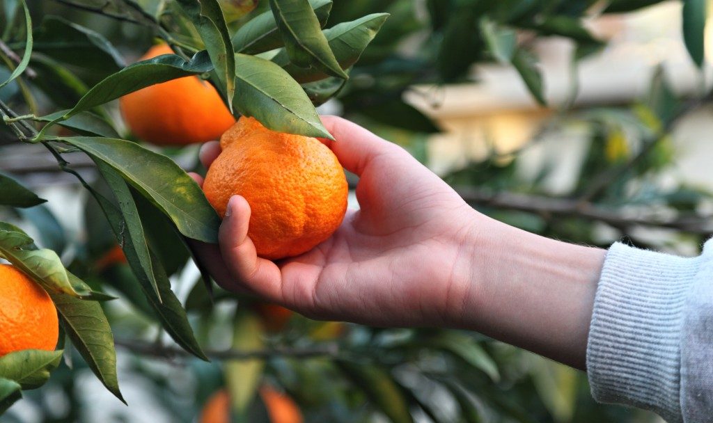 Someone picking an orange