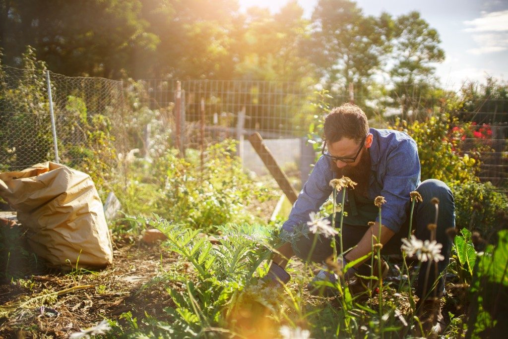 Gardener planting in his garden